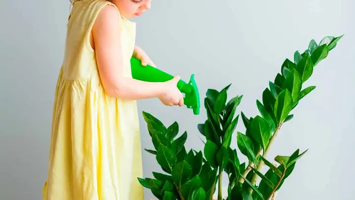 Menina regando uma planta dentro de casa